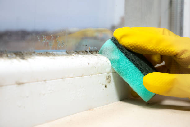 Best Office Mold Removal Services  in French Mp, CA