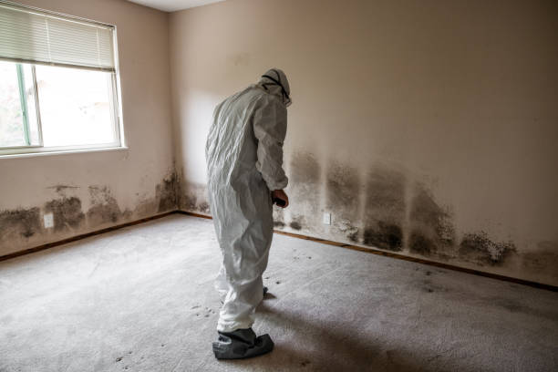 Best Mold Testing and Removal  in French Mp, CA