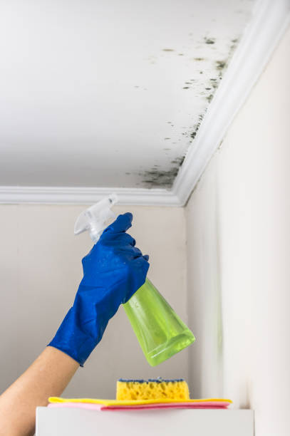 Best Mold Removal Process  in French Mp, CA